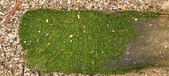 Enlarge photo 142