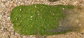Enlarge photo 145