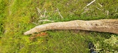 Enlarge photo 152