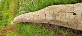 Enlarge photo 153