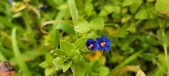 Enlarge photo 172