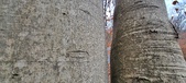Enlarge photo 52