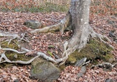Enlarge photo 74