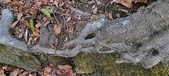 Enlarge photo 62