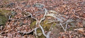 Enlarge photo 63