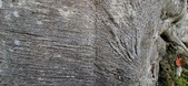 Enlarge photo 67