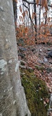 Enlarge photo 70