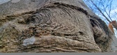 Enlarge photo 76