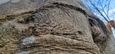 Enlarge photo 79