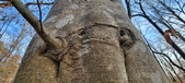 Enlarge photo 83
