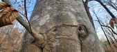 Enlarge photo 59