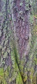 Enlarge photo 92
