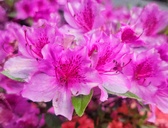 Enlarge photo 59