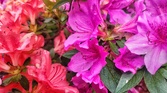 Enlarge photo 58
