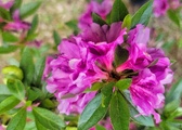 Enlarge photo 57