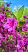 Enlarge photo 56