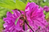 Enlarge photo 55