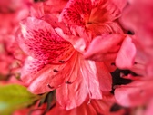 Enlarge photo 54
