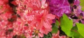 Enlarge photo 46