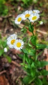 Enlarge photo 52