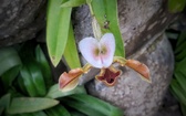 Enlarge photo 36