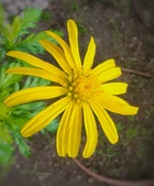 Enlarge photo 95