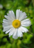 Enlarge photo 93
