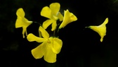 Enlarge photo 92