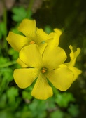Enlarge photo 91