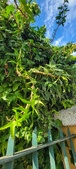 Enlarge photo 29