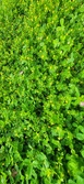 Enlarge photo 81