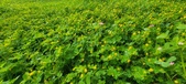 Enlarge photo 79