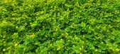 Enlarge photo 78