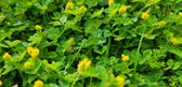 Enlarge photo 76