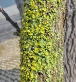 Enlarge photo 71