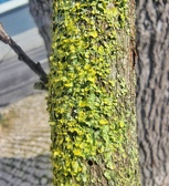 Enlarge photo 72