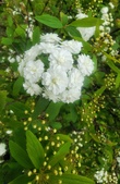 Enlarge photo 68