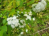 Enlarge photo 65