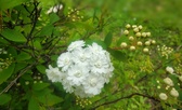 Enlarge photo 63