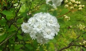 Enlarge photo 62