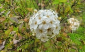 Enlarge photo 61