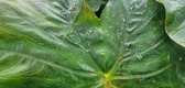 Enlarge photo 59