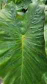 Enlarge photo 56