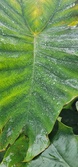 Enlarge photo 54