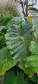 Enlarge photo 52