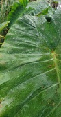 Enlarge photo 48