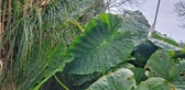 Enlarge photo 46