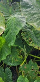 Enlarge photo 45