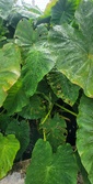 Enlarge photo 44