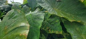 Enlarge photo 43